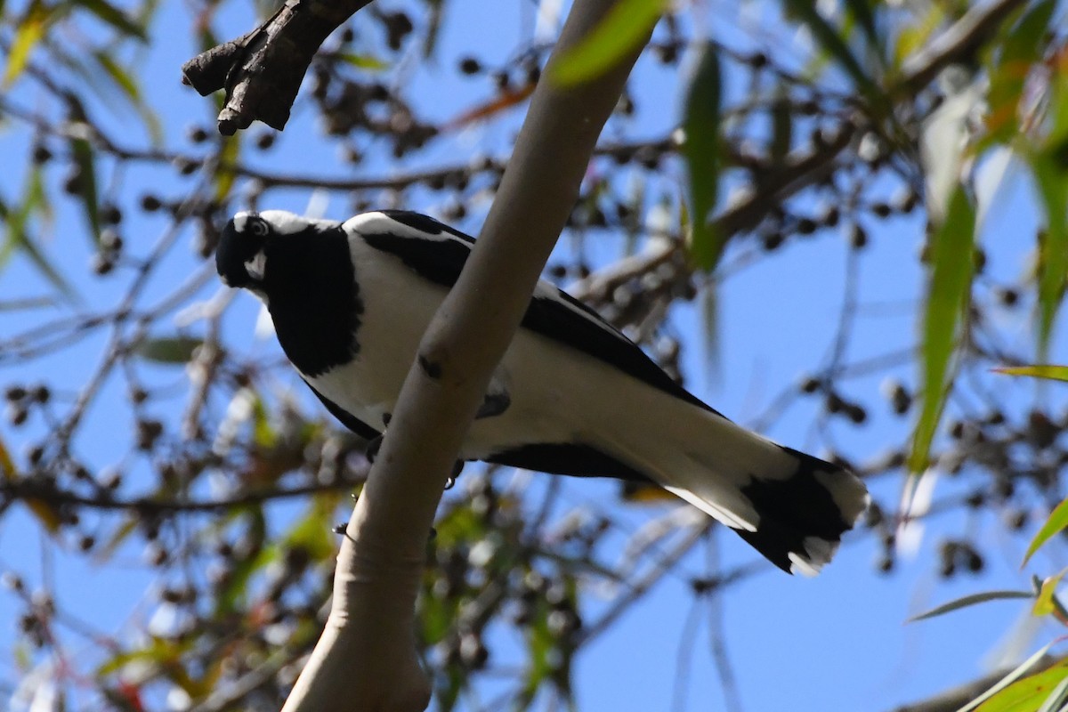 Magpie-lark - ML626003953