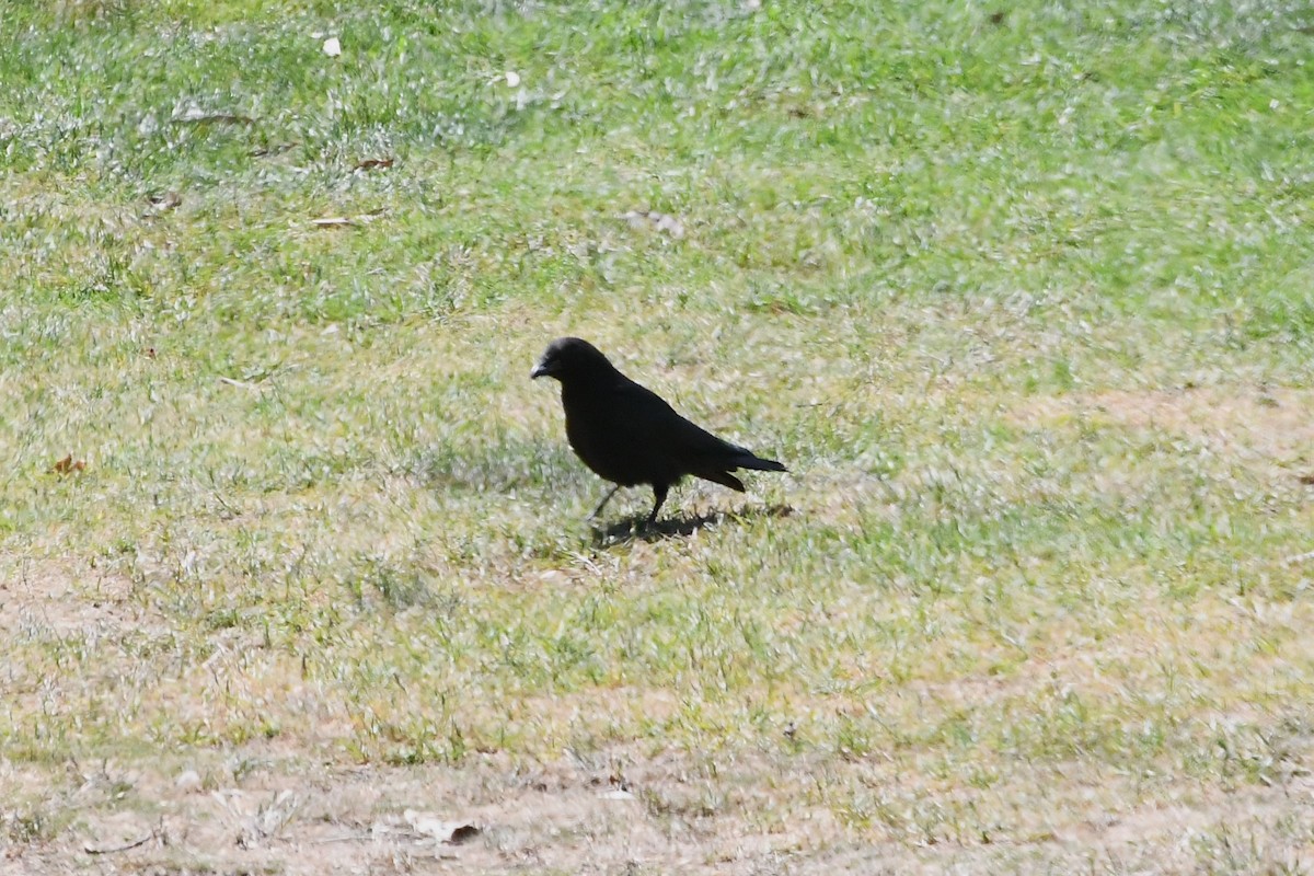 Little Raven - ML626003959
