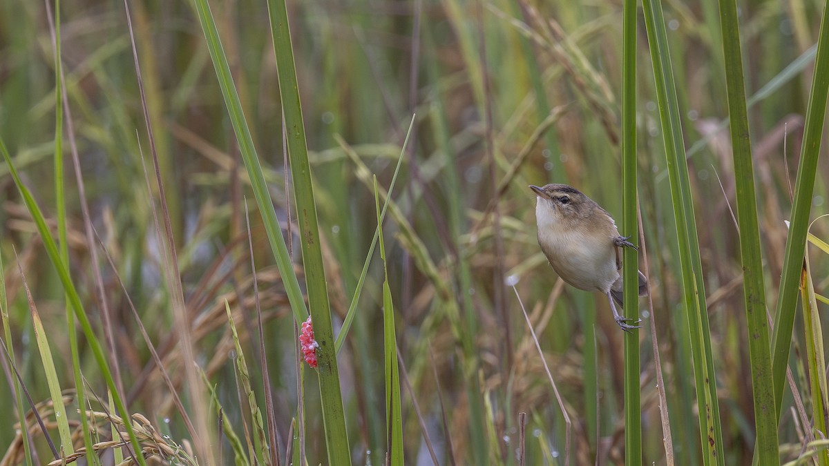 Black-browed Reed Warbler - ML626004031