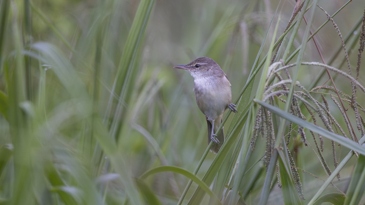 Oriental Reed Warbler - ML626004088