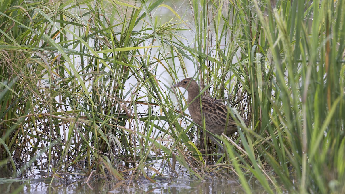 Watercock - ML626004103