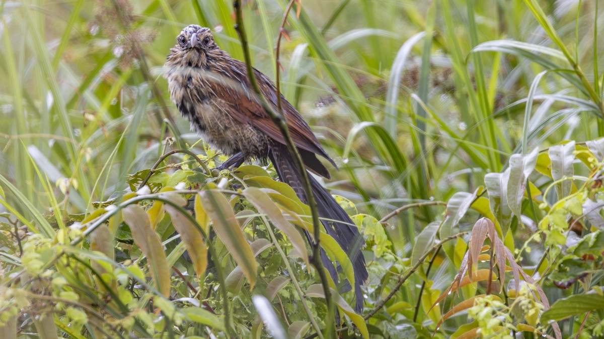 Lesser Coucal - ML626004109