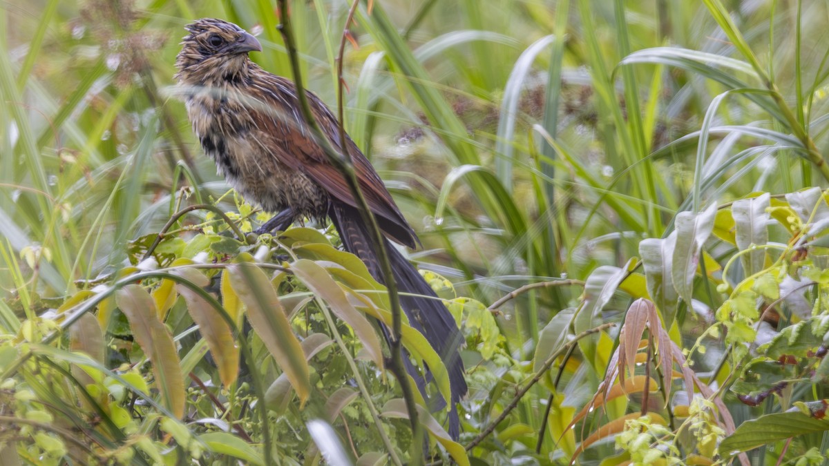 Lesser Coucal - ML626004110