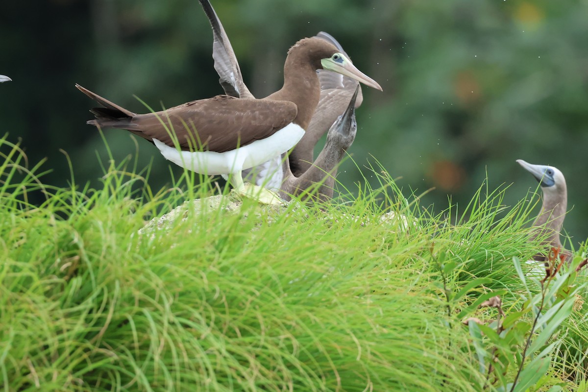 灰頭鰹鳥 - ML626004138