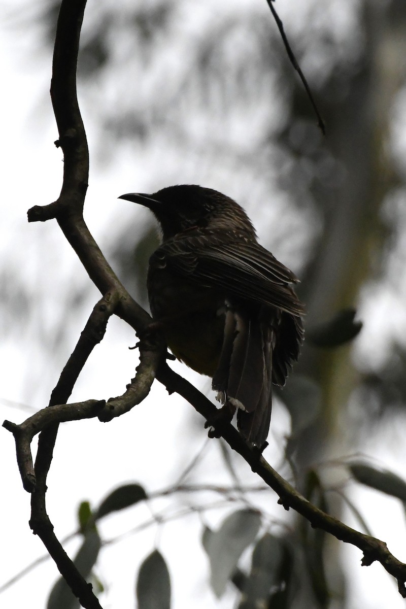 Red Wattlebird - ML626004164