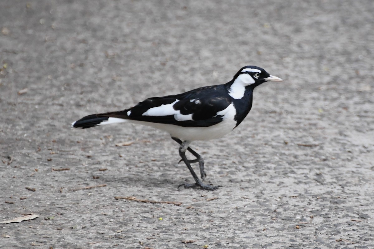 Magpie-lark - ML626004173
