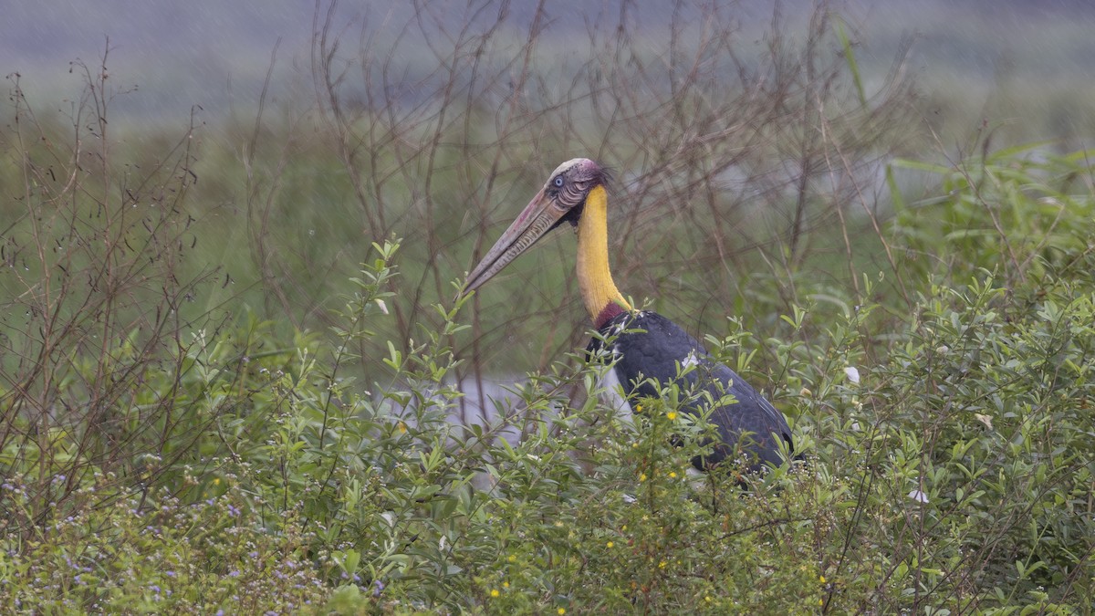 Lesser Adjutant - ML626004176