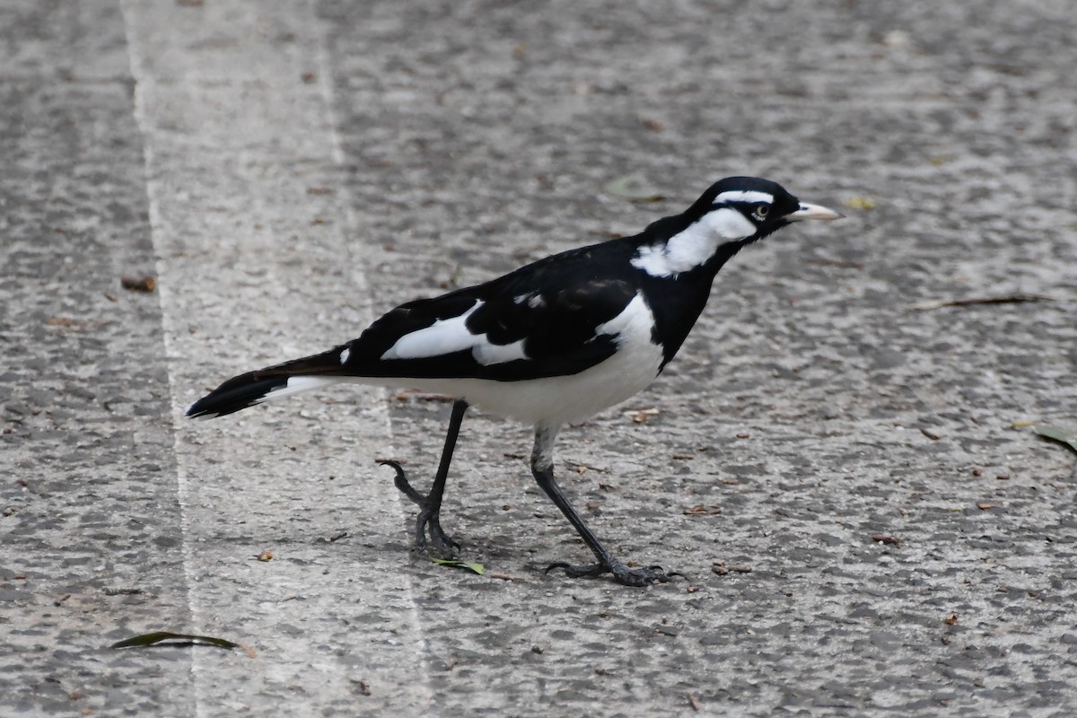 Magpie-lark - ML626004177