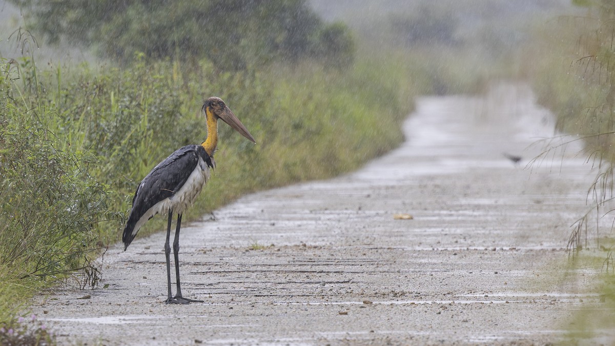 Lesser Adjutant - ML626004179