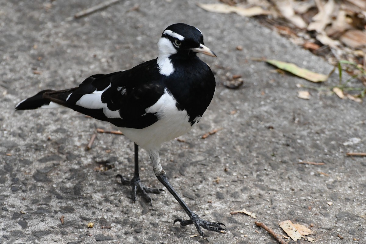 Magpie-lark - ML626004186