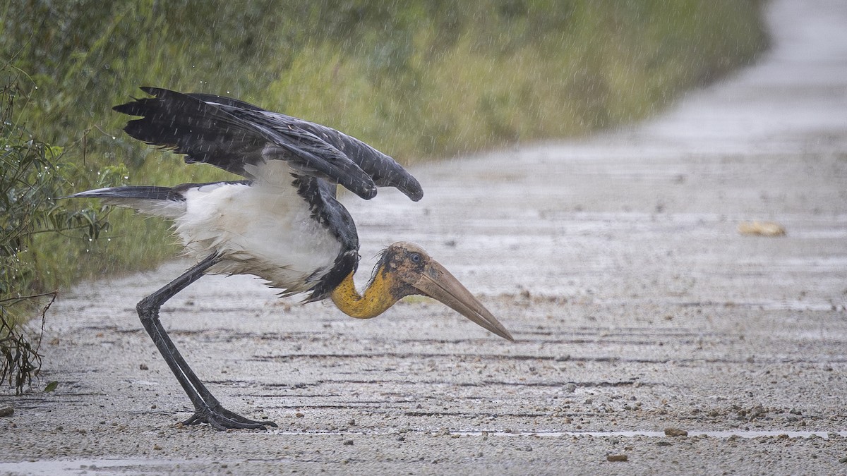 Lesser Adjutant - ML626004189