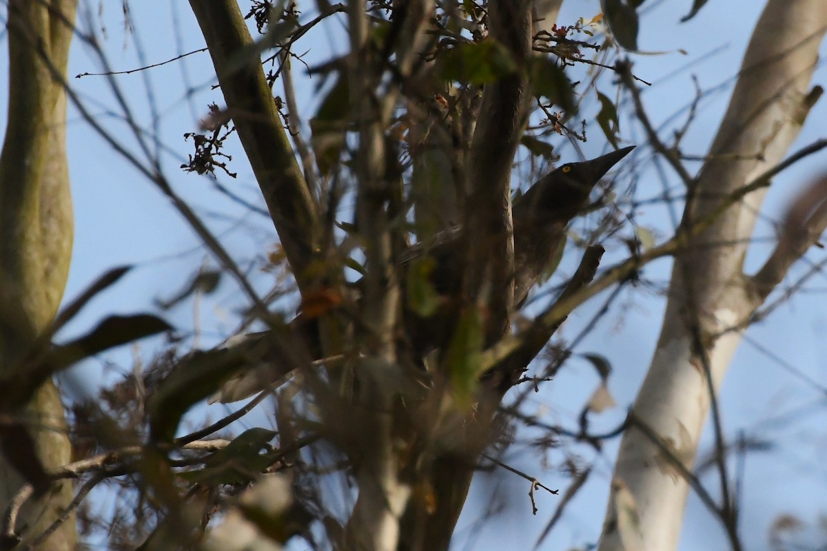 Pied Currawong - ML626004191