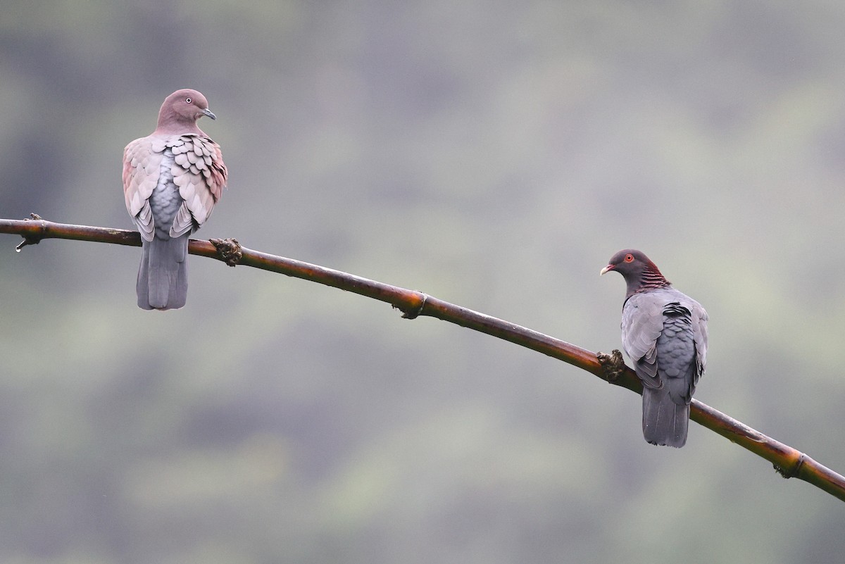 Plain Pigeon - ML626004412