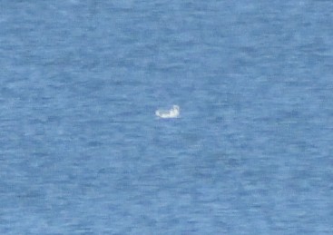 Dreizehenmöwe - ML626004534
