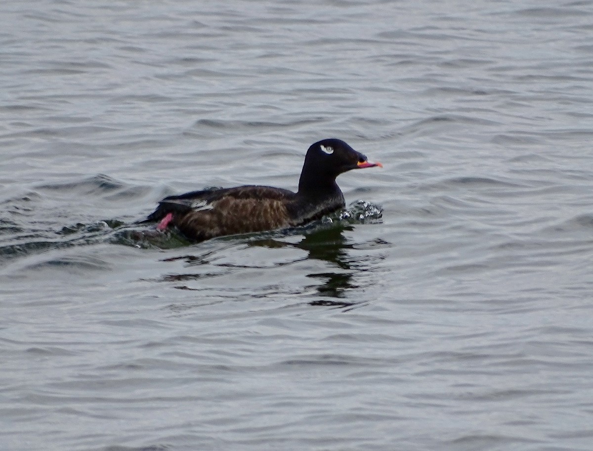 White-winged Scoter - Claus Holzapfel