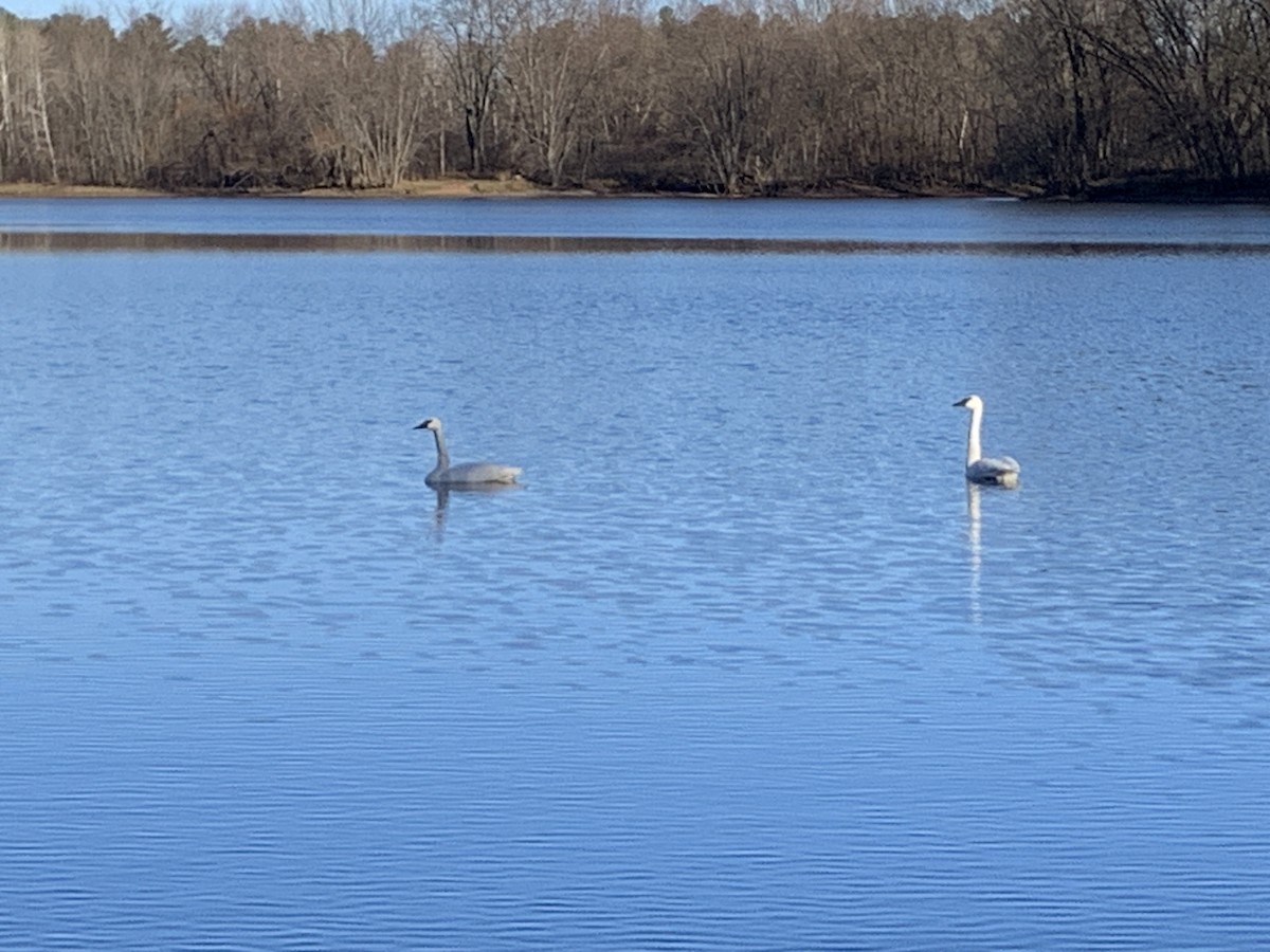 Trumpeter Swan - ML626004730