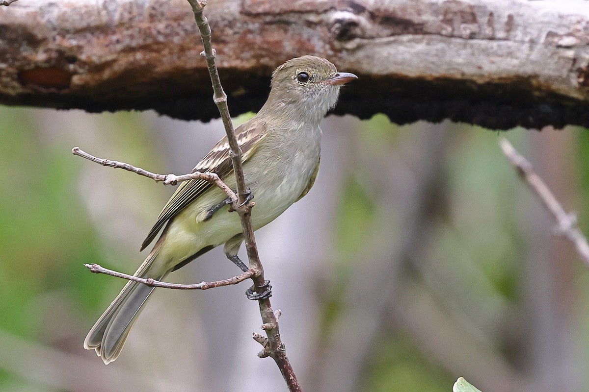 Küçük Antil Elenyası - ML626004802