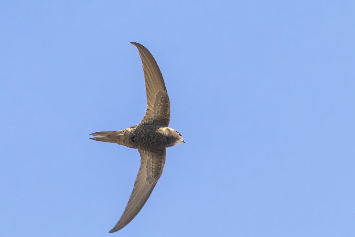 Common Swift - ML626004997