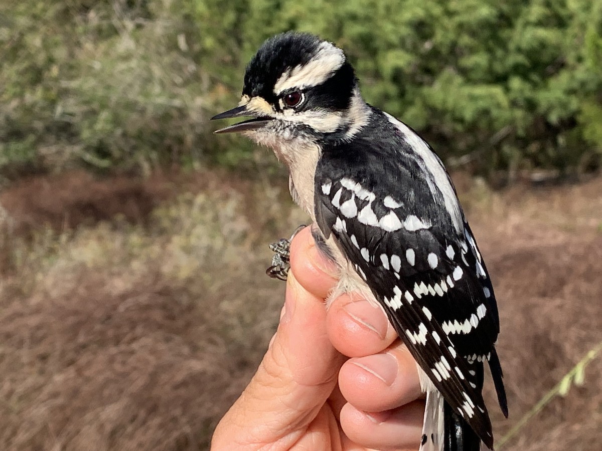 Downy Woodpecker (Eastern) - ML626005149