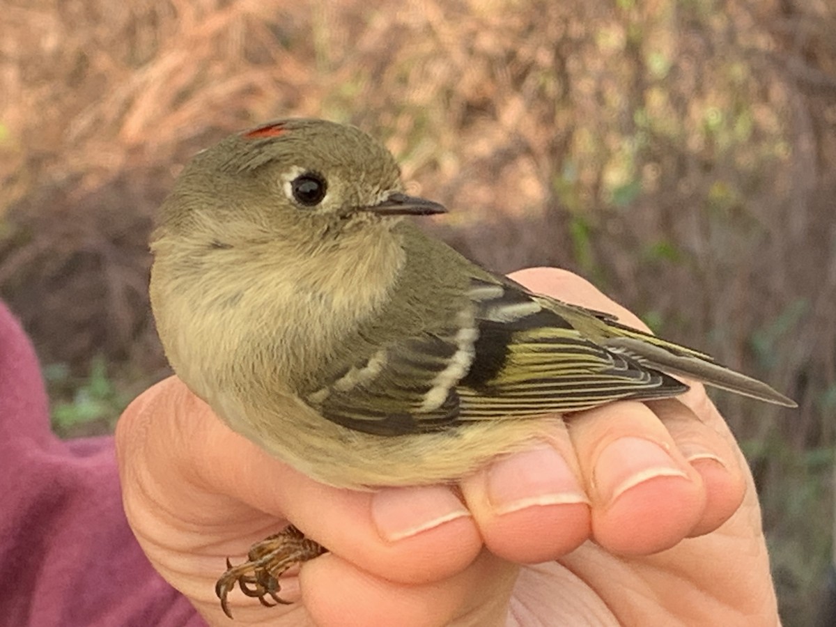 Ruby-crowned Kinglet - ML626005204