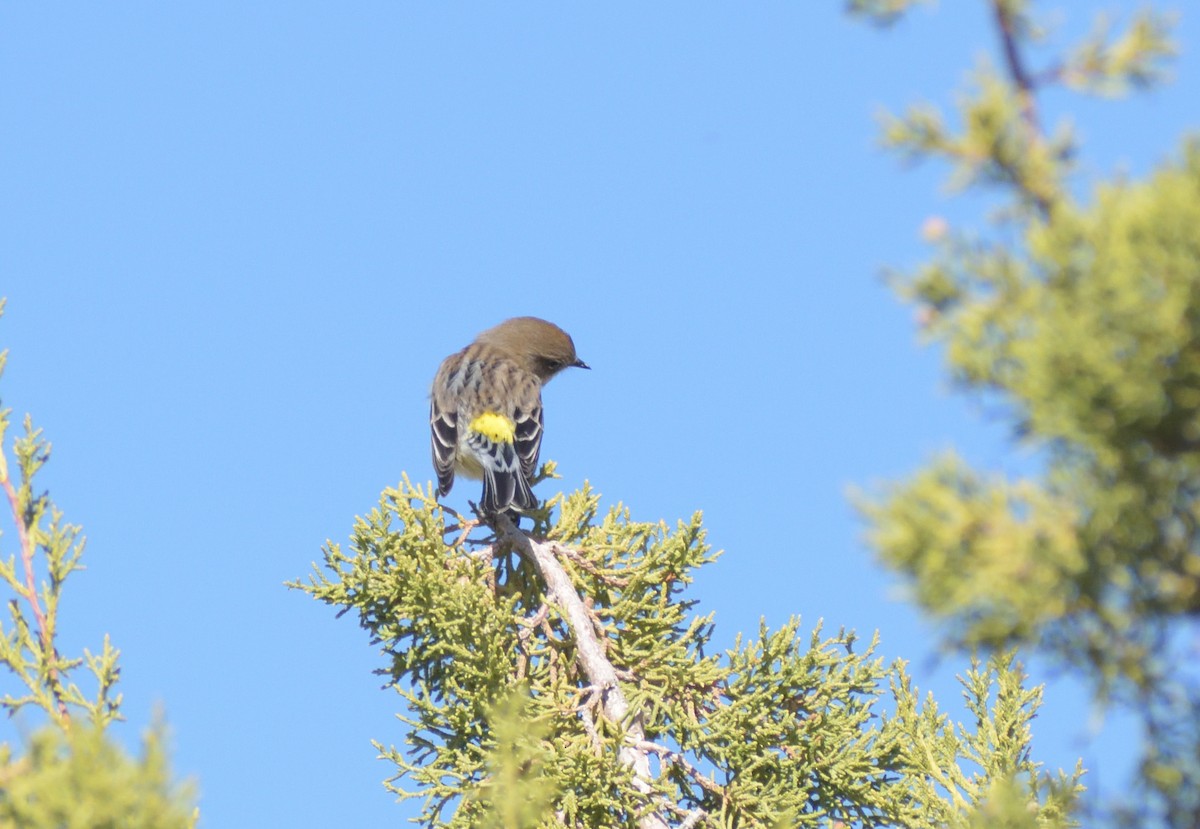 Yellow-rumped Warbler (Audubon's) - ML626005253