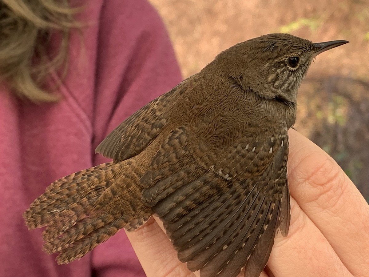 Northern House Wren - ML626005254