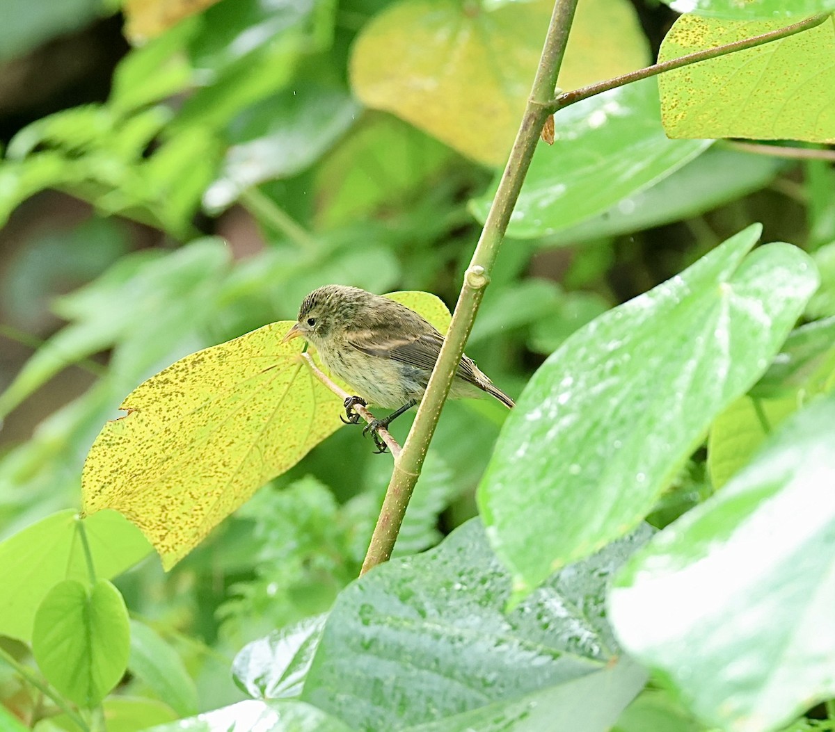 Cocos Finch - ML626005277