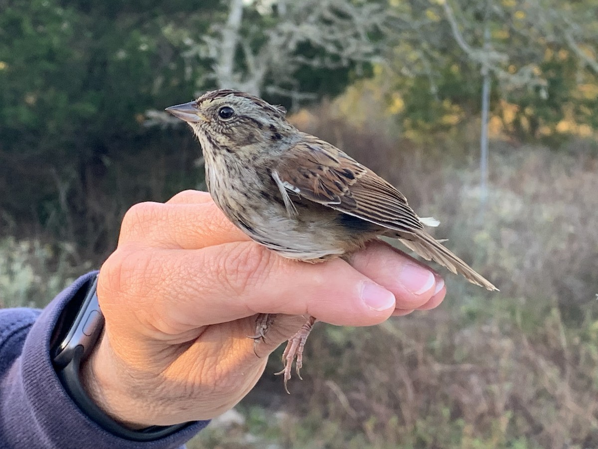 Swamp Sparrow - ML626005296