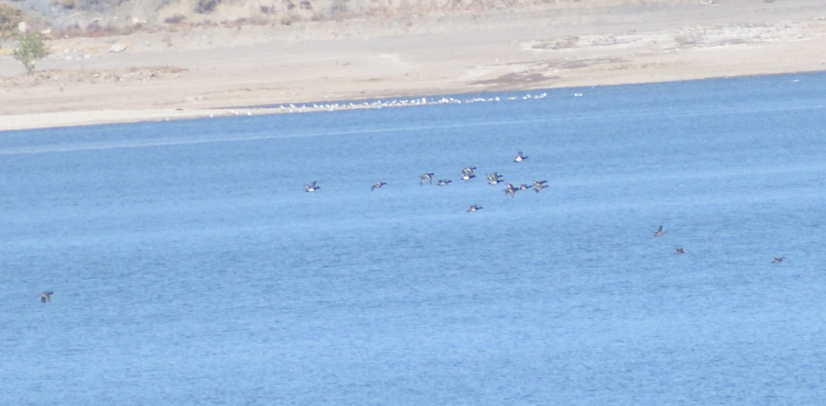 Lesser Scaup - ML626005338