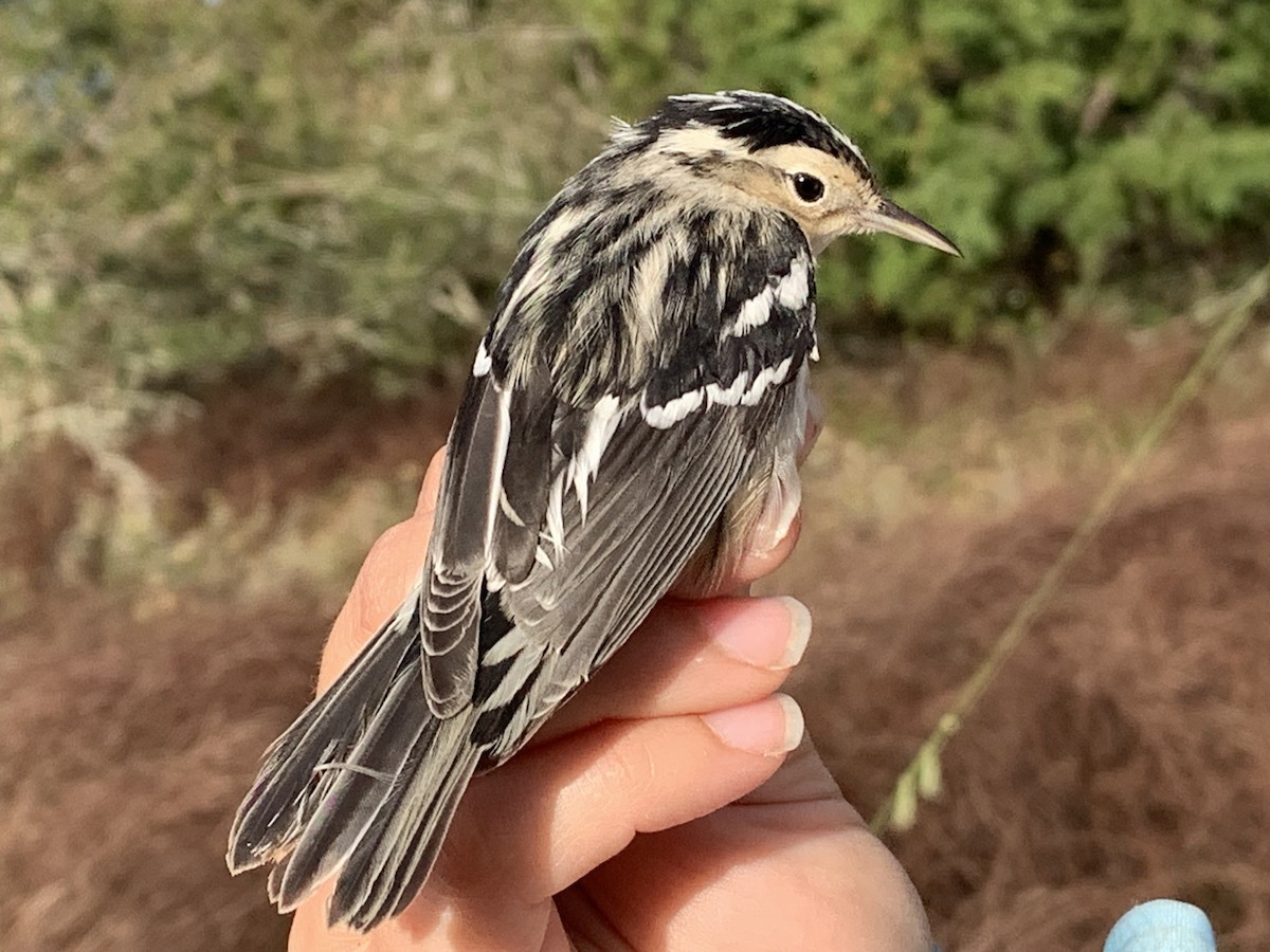 Black-and-white Warbler - ML626005354