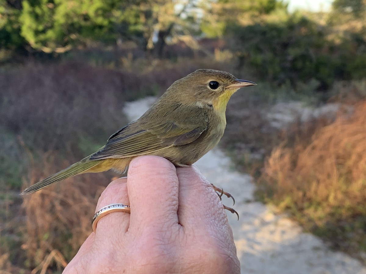 Common Yellowthroat - ML626005371