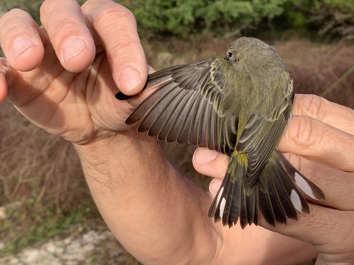 Cape May Warbler - ML626005411