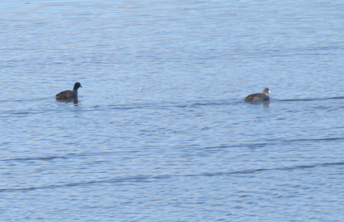American Coot - ML626005433