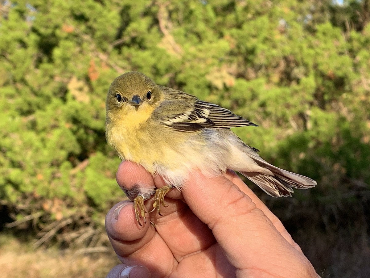 Pine Warbler - ML626005461