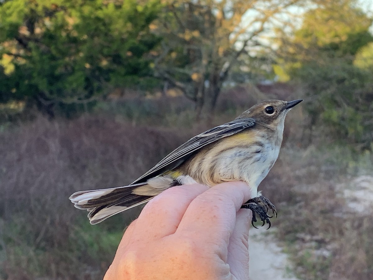 Yellow-rumped Warbler (Myrtle) - ML626005481