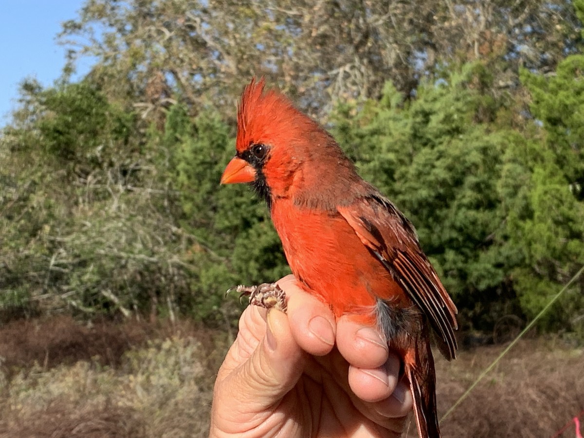 Northern Cardinal - ML626005496