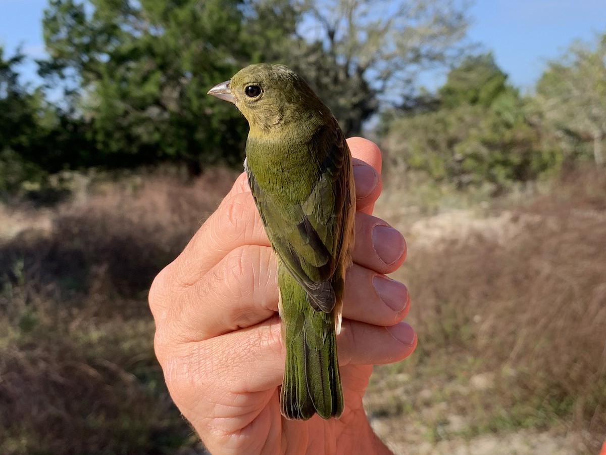 Painted Bunting - ML626005521