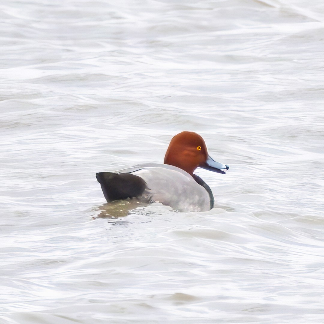 Redhead - ML626005831