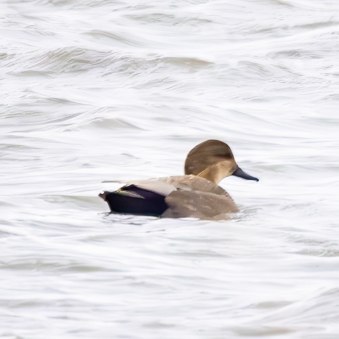 Gadwall - ML626005863