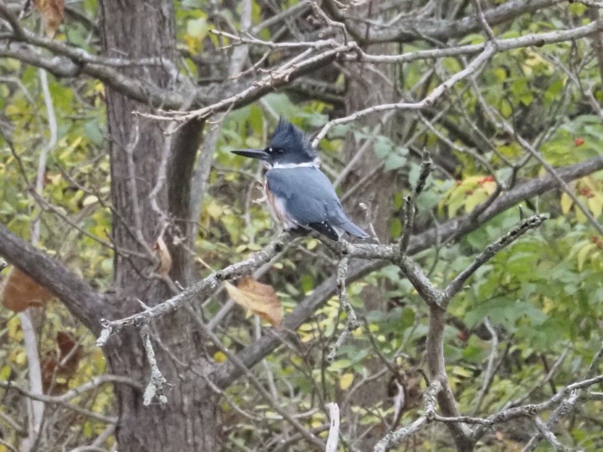 Belted Kingfisher - ML626005967