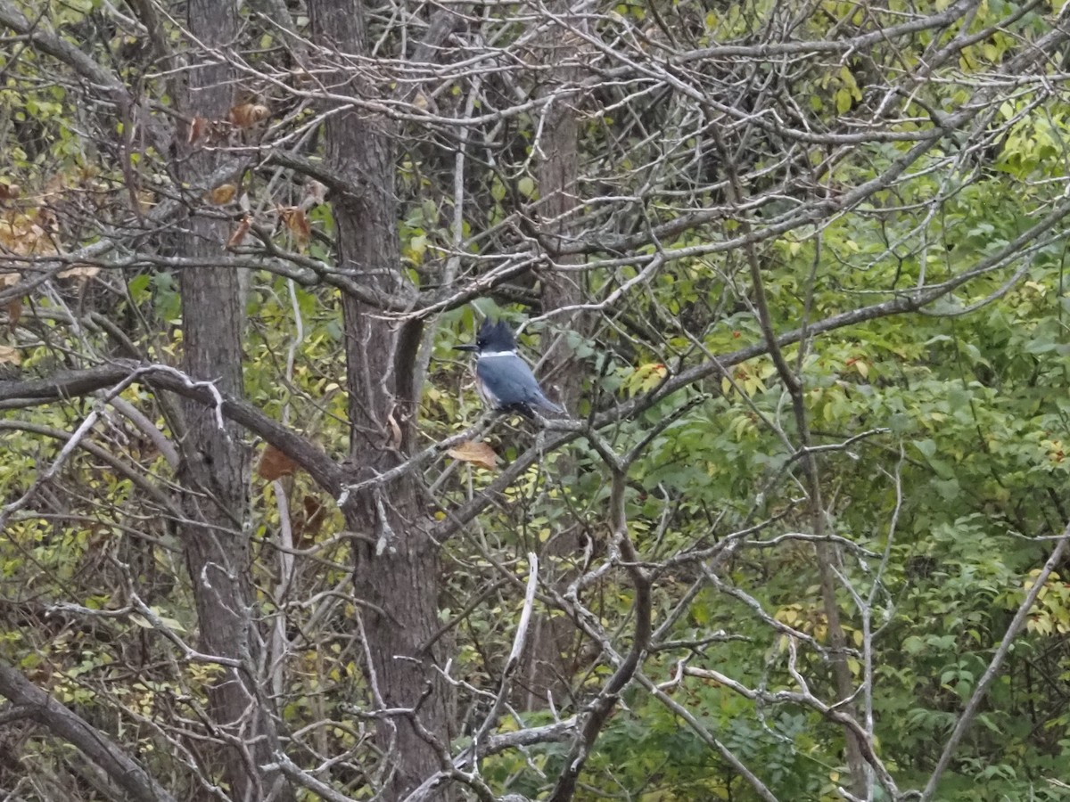 Belted Kingfisher - ML626005968