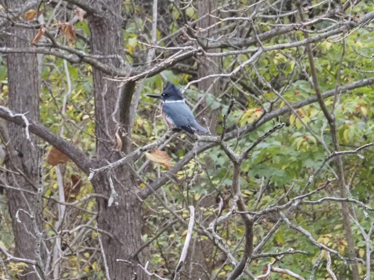 Belted Kingfisher - ML626005969