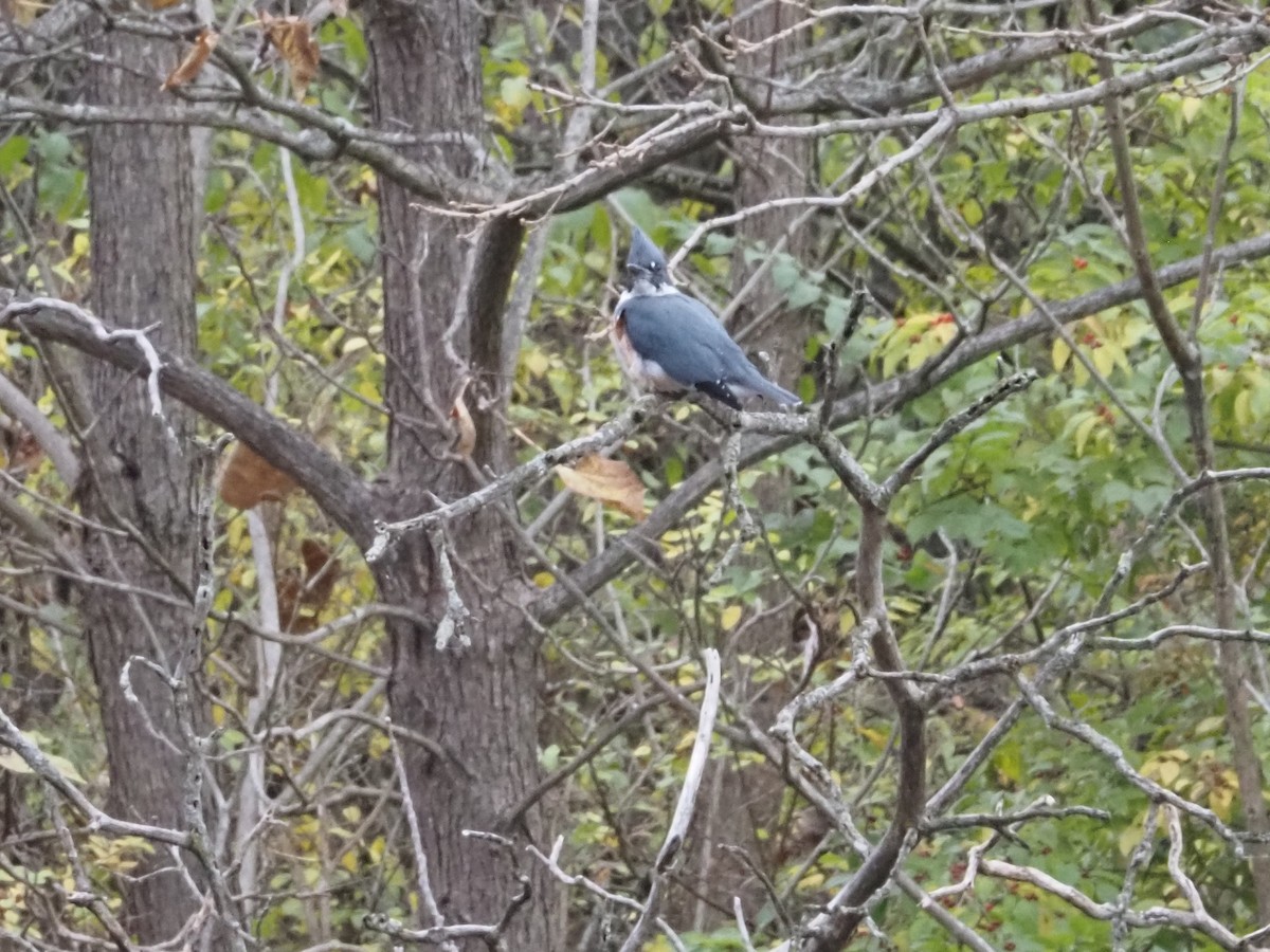 Belted Kingfisher - ML626005970