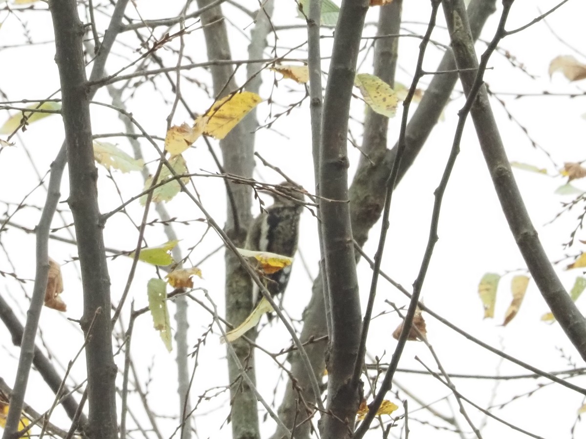Yellow-bellied Sapsucker - ML626005986