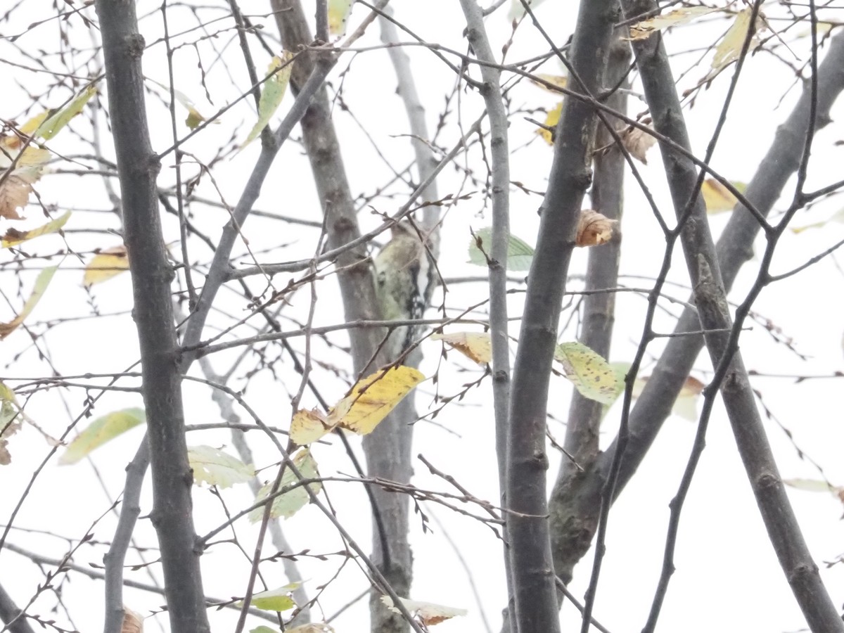 Yellow-bellied Sapsucker - ML626005988