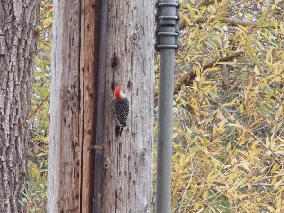 Red-bellied Woodpecker - ML626006003