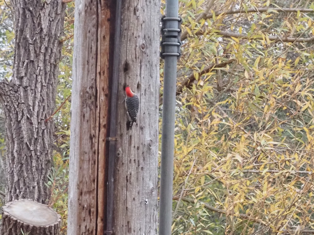 Red-bellied Woodpecker - ML626006005