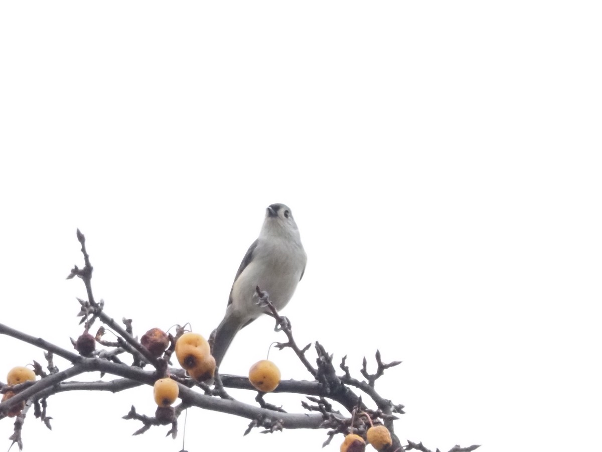 Tufted Titmouse - ML626006016