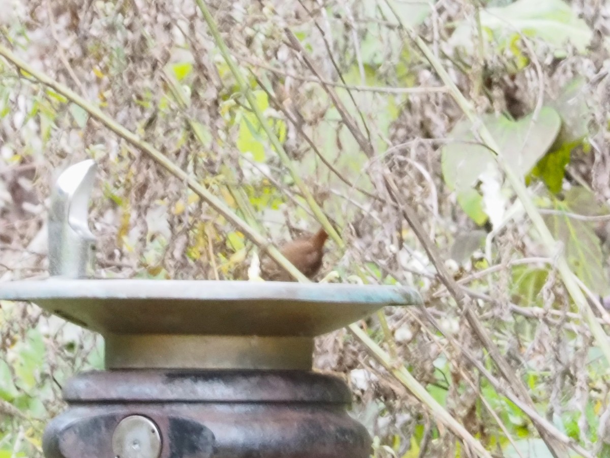 Winter Wren - ML626006022