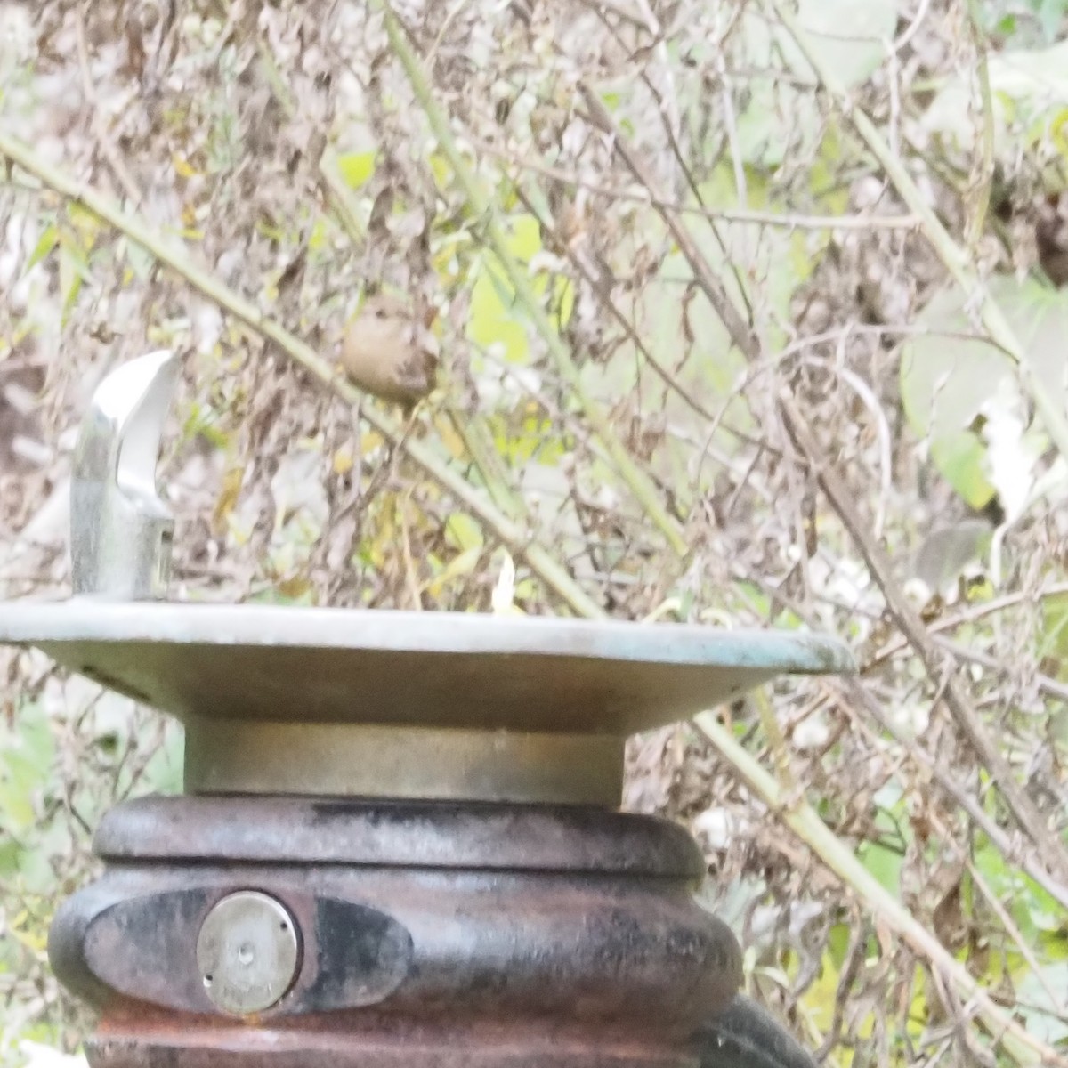 Winter Wren - ML626006023
